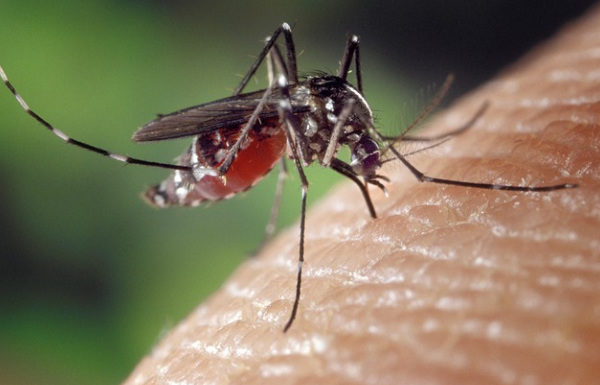 Il virus è diffuso soprattutto dalle zanzare
