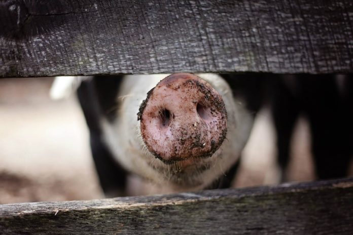 Allevamento di maiali, foto generica da Pixbay