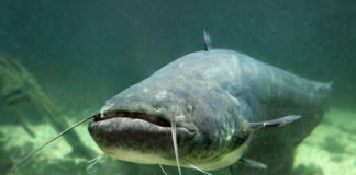 Un esemplare di pesce siluro, foto generica